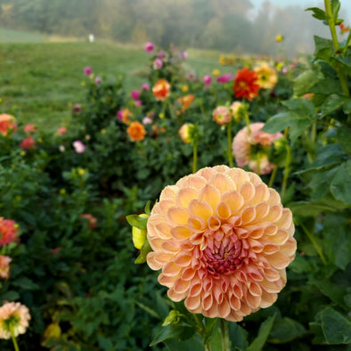 growing dahlias